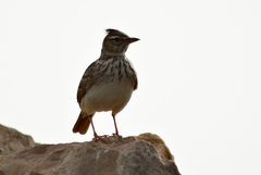 Galerida cristata