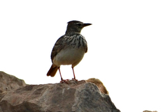 Galerida cristata
