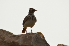 Galerida cristata