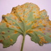 Coltsfoot Gall Rust - Photo Rosser1954, no known copyright restrictions (public domain)