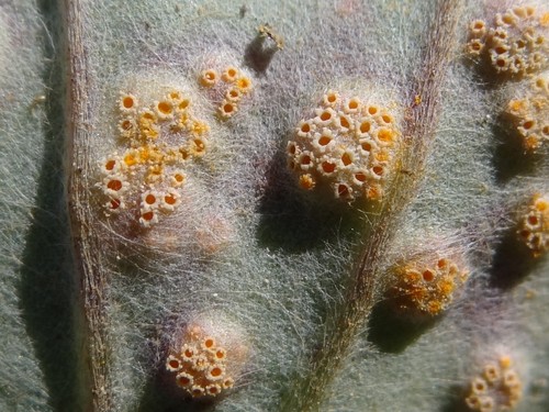 Coltsfoot Gall Rust