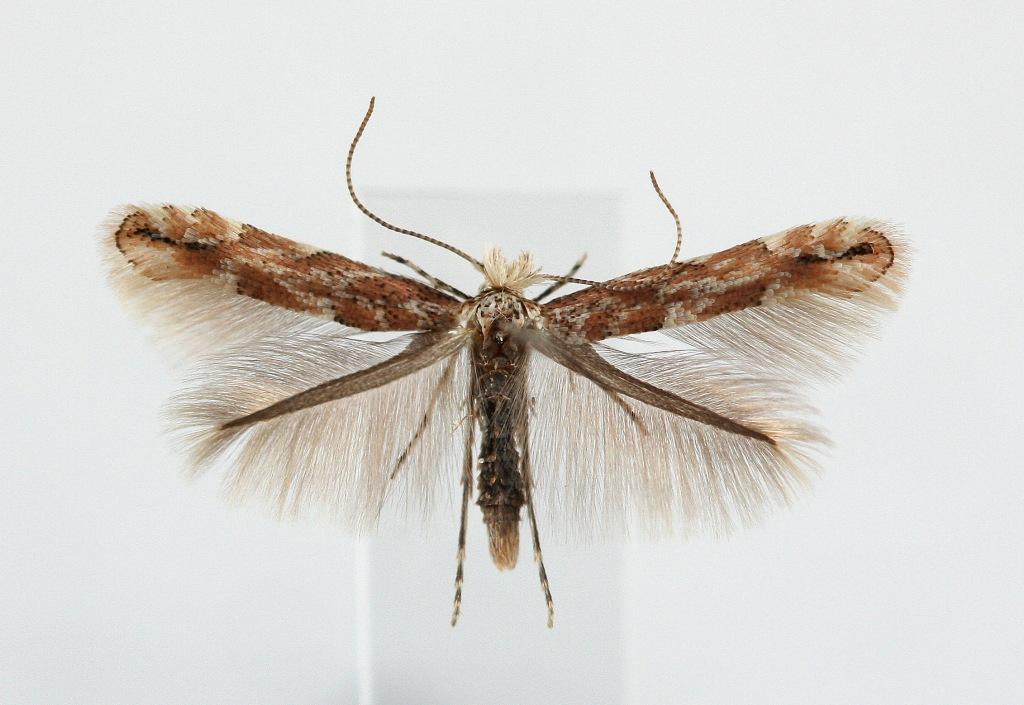 Scarce Aspen Midget