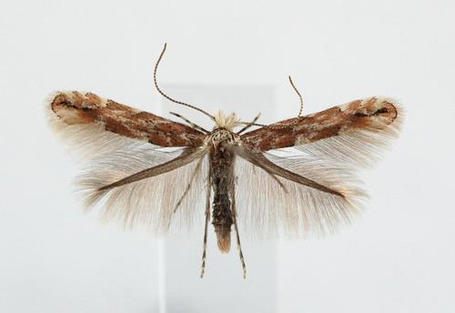 Scarce Aspen Midget
