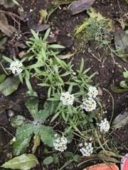 Lobularia maritima