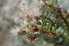 Olearia nummulariifolia