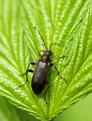 Cortodera femorata
