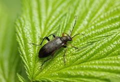 Cortodera femorata