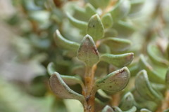 Olearia nummulariifolia