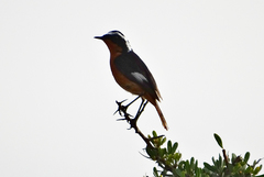 Phoenicurus moussieri