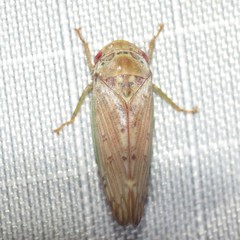 Marganana suilla