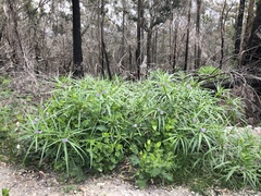 Solanum vescum