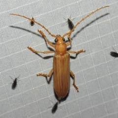 Atylostagma politum