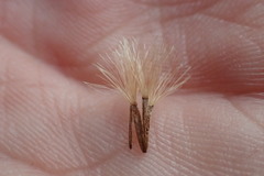 Olearia nummulariifolia