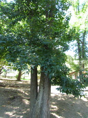 Liquidambar styraciflua