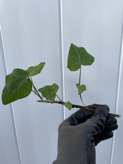 Hedera helix