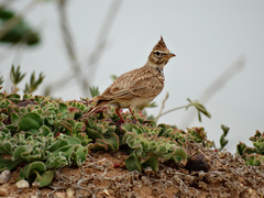 Galerida cristata