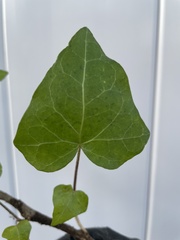 Hedera helix