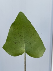 Hedera helix