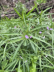 Solanum vescum