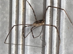 Leiobunum ventricosum