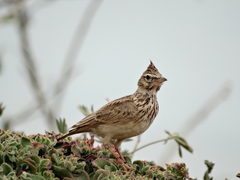 Galerida cristata