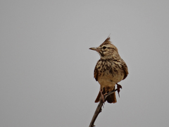 Galerida cristata