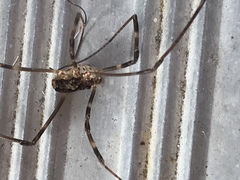 Leiobunum ventricosum