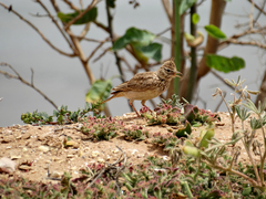 Galerida cristata