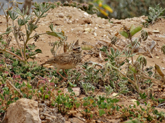 Galerida cristata