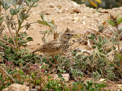 Galerida cristata