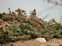 Galerida cristata