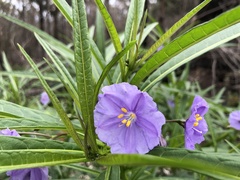 Solanum vescum