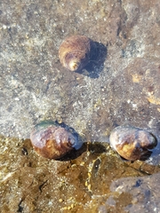 Austrolittorina cincta