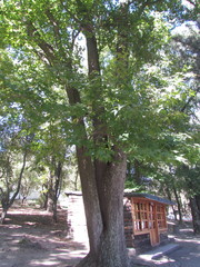 Liquidambar styraciflua