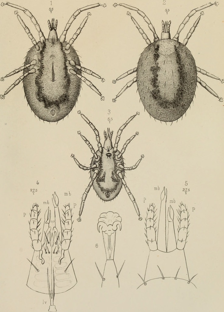 Snake Mite