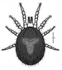 Snake Mite