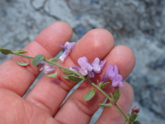 Sairocarpus vexillocalyculatus