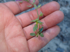 Sairocarpus vexillocalyculatus