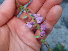 Sairocarpus vexillocalyculatus