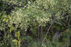 Baccharis halimifolia image