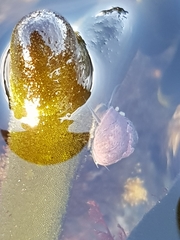 Micrelenchus tessellatus