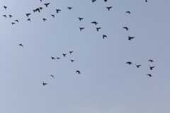 Columba livia domestica