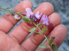 Sairocarpus vexillocalyculatus