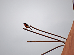 Phoenicurus moussieri