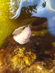 Micrelenchus tessellatus