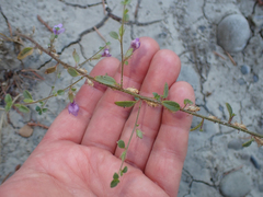 Sairocarpus vexillocalyculatus