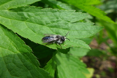 Andrena cineraria