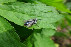 Andrena cineraria