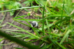 Andrena cineraria