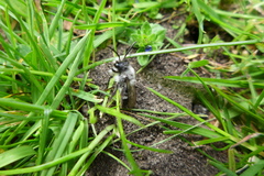 Andrena cineraria